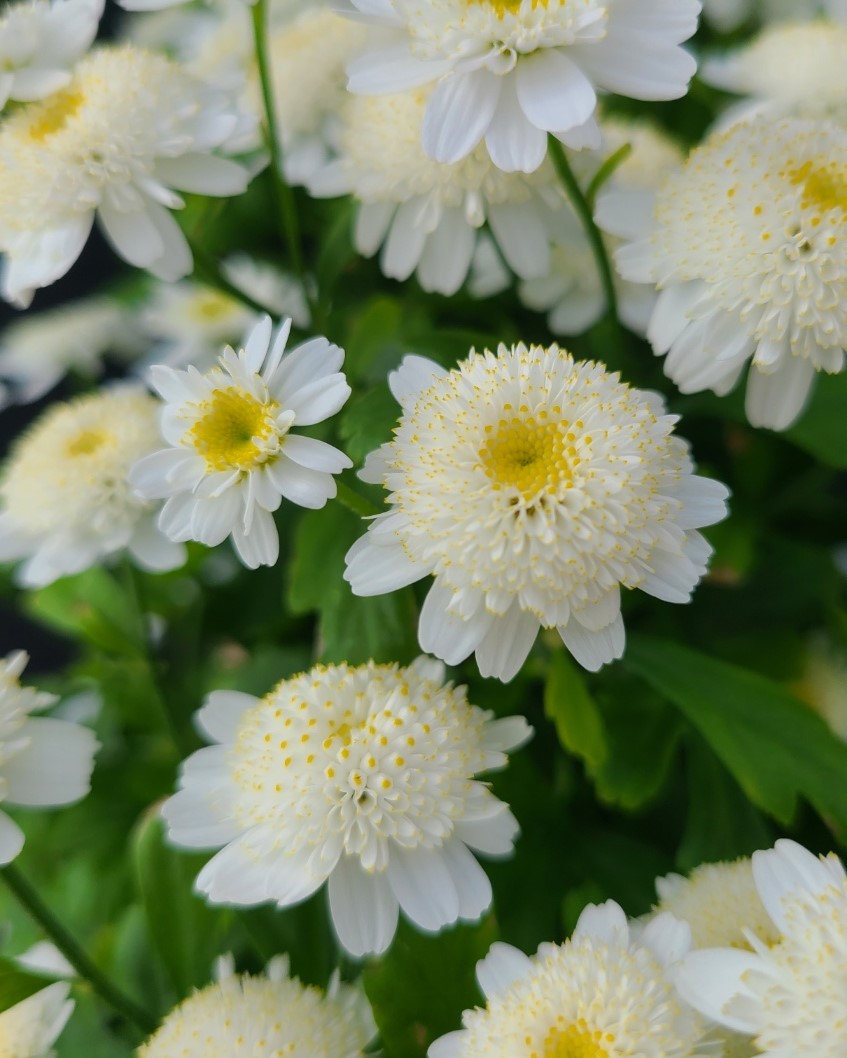 피버퓨 '스노우맨'