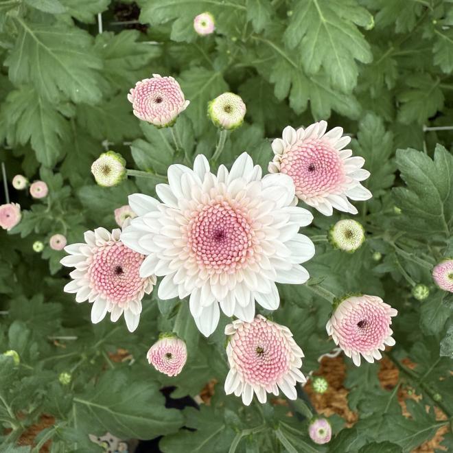 경북농업기술원, 기후변화 적응형 화훼류 신품종 개발